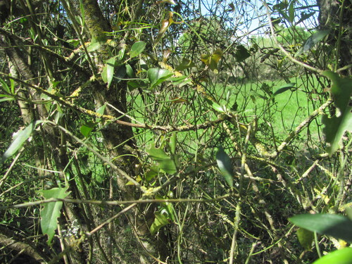 Smilax aspera, photograph 2