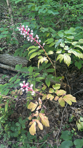 white baneberry