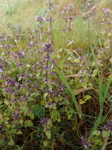 Stachys arvensis, photograph 5