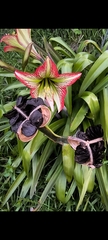 Hippeastrum glaucescens