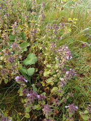 Stachys arvensis, photograph (c) Arnim Littek, some rights reserved (CC BY)