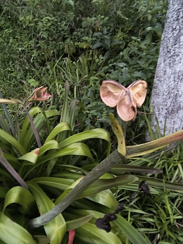 Hippeastrum glaucescens, photograph 3