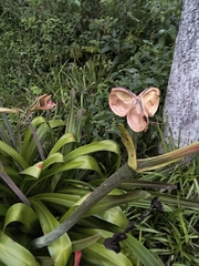 Hippeastrum glaucescens, photograph (c) Lorella, some rights reserved (CC BY-SA)