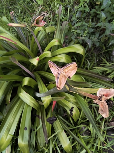Hippeastrum glaucescens, photograph 4