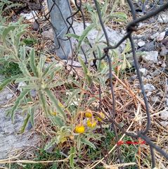 Solanum elaeagnifolium