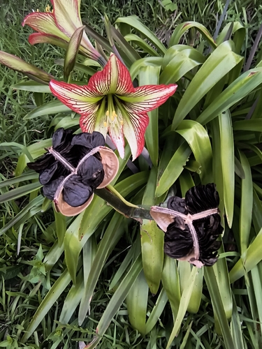Hippeastrum glaucescens, photograph 5