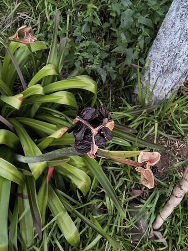 Hippeastrum glaucescens, photograph 6