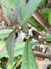 Lycopus uniflorus, photograph author not stated, no rights reserved