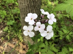 Hesperis matronalis