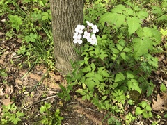Hesperis matronalis