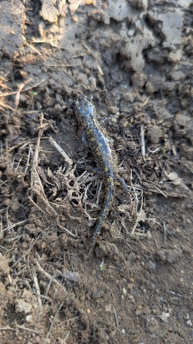 Spotted Salamander