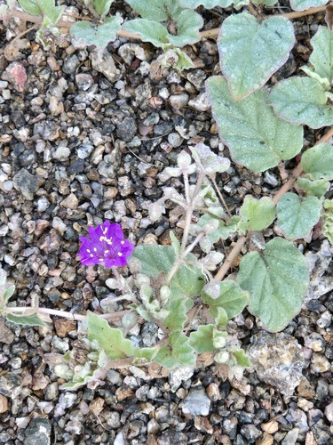Allionia incarnata, photograph 6