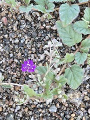 Allionia incarnata, photograph (c) Jo Roberts, some rights reserved (CC BY)