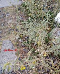 Solanum elaeagnifolium