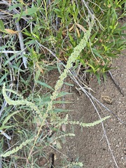 (c) Jo Roberts, some rights reserved (CC BY) Amaranthus fimbriatus, photograph (c) Jo Roberts, some rights reserved (CC BY)