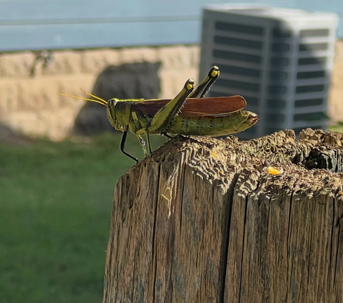 Obscure Bird Grasshopper