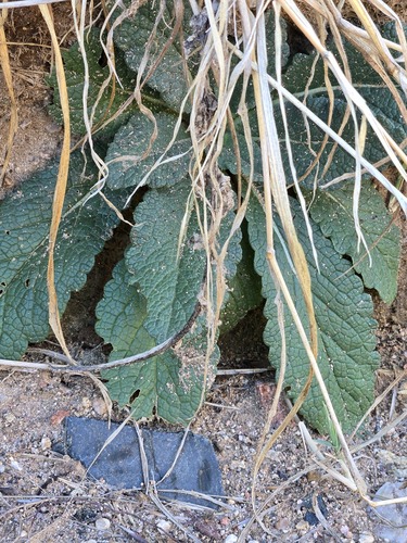 Verbascum virgatum, photograph 6