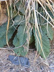 Verbascum virgatum, photograph (c) Jo Roberts, some rights reserved (CC BY)
