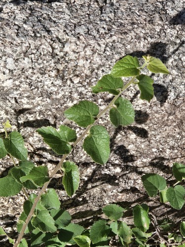 Celtis reticulata, photograph 4