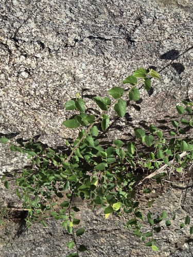 Celtis reticulata, photograph 5