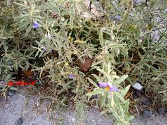Solanum elaeagnifolium