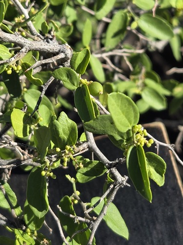 Celtis pallida, photograph 2