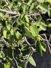 Celtis pallida, photograph (c) Jo Roberts, some rights reserved (CC BY)