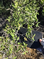 Celtis pallida, photograph (c) Jo Roberts, some rights reserved (CC BY)