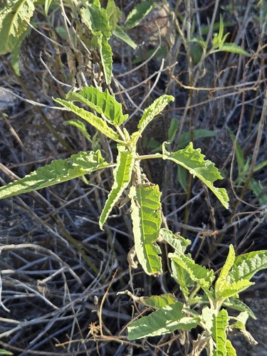 Ambrosia ambrosioides, photograph 1