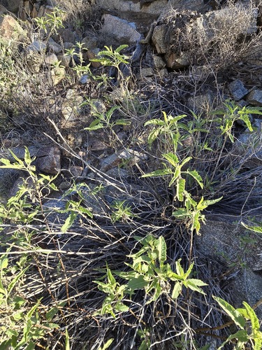 Ambrosia ambrosioides, photograph 2
