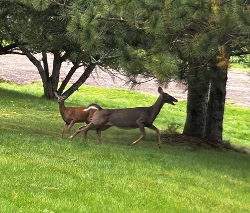 White-tailed Deer