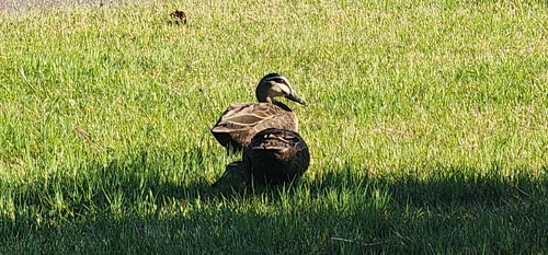 Pacific Black Duck