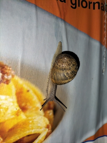 Garden Snail