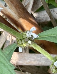 Lycopus uniflorus, photograph author not stated, no rights reserved