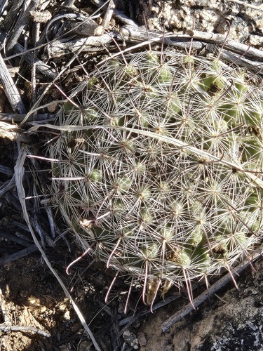 Cochemiea grahamii, photograph 5