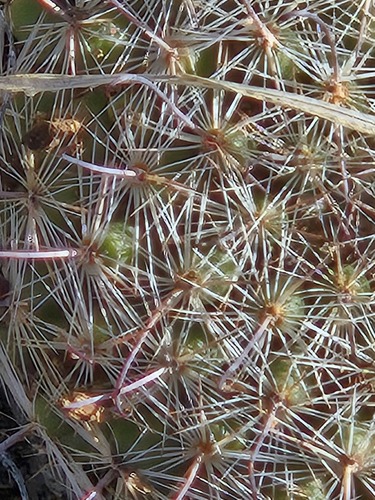 Cochemiea grahamii, photograph 6
