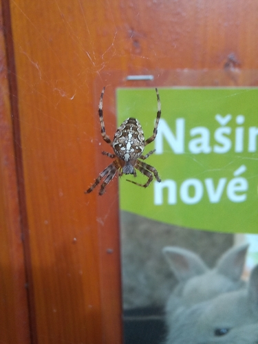 Cross Orbweaver