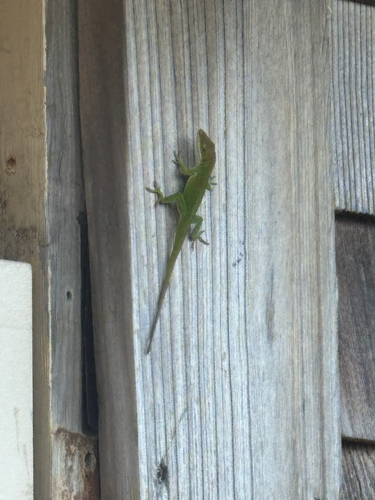 Green Anole