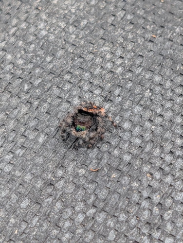 Bold Jumping Spider