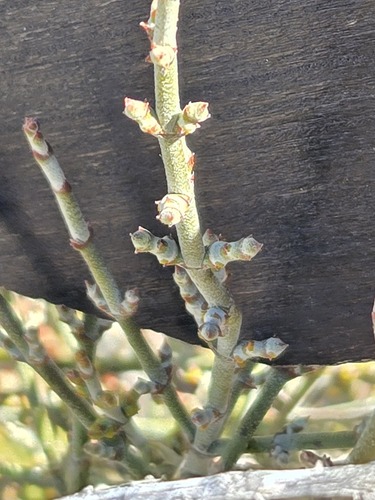 Phoradendron californicum, photograph 3