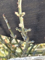 Phoradendron californicum, photograph (c) Jo Roberts, some rights reserved (CC BY)