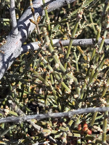 Phoradendron californicum, photograph 4