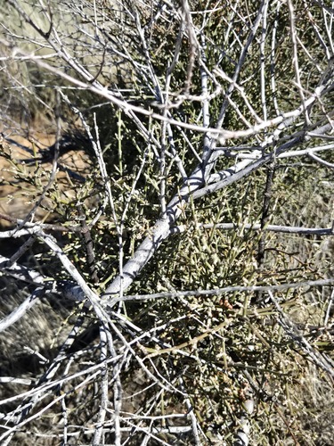 Phoradendron californicum, photograph 6