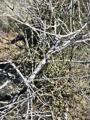 Phoradendron californicum, photograph (c) Jo Roberts, some rights reserved (CC BY)