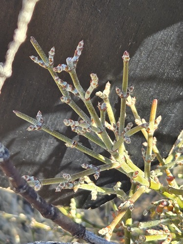 Phoradendron californicum, photograph 5