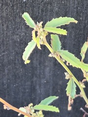 Ayenia filiformis, photograph (c) Jo Roberts, some rights reserved (CC BY)