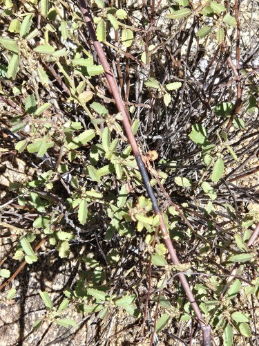 Ayenia filiformis, photograph 6