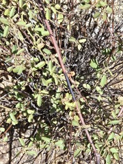Ayenia filiformis, photograph (c) Jo Roberts, some rights reserved (CC BY)