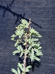 Senegalia greggii, photograph (c) Jo Roberts, some rights reserved (CC BY)