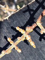 Phoradendron californicum